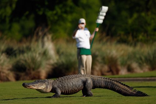 AVONDALE, LA - APRIL 25: A giant alligator sits on the 14th fairway during the first round of the Zurich Classic at TPC Louisiana on April 25, 2013 in Avondale, Louisiana. (Photo by Chris Graythen/Getty Images) ORG XMIT: 159666934 ORIG FILE ID: 167507930