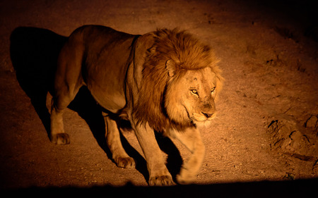 55382218 - lion on night patrol