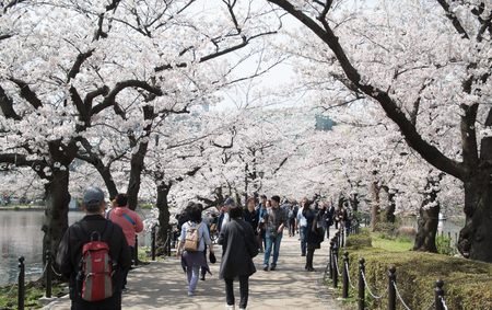 61755940 - tokyo, japan - april 06. 2016: ueno park is spacious public park in the ueno district of taita, tokyo, japan.it'is the most famous place to people relaxing and enjoy viewing cherry blossoms sakura.