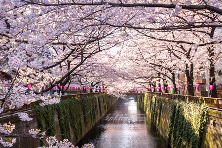 50231204 - cherry blossom lined meguro canal in tokyo, japan.